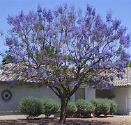 Image result for Arizona Flowering Trees