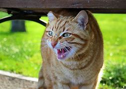 Image result for Scared Cat Face