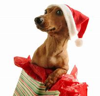 Image result for Christmas Dog Images Funny