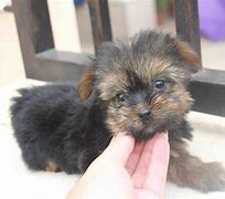 Image result for silky terrier puppy