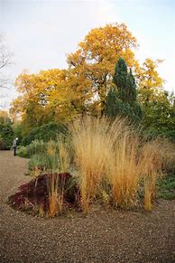 Molinia arundinacea Windspiel-साठीचा प्रतिमा निकाल