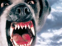 Image result for Scary Dog