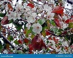 Image result for Leaves of an Red Apple Tree