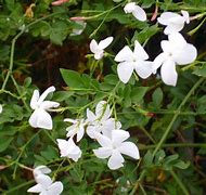 Image result for Jasminum officinale