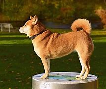 Image result for Distorted Doge Meme