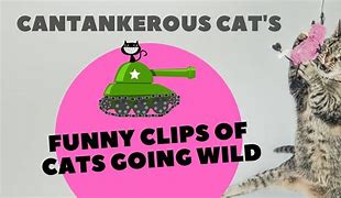 Image result for Funny Cat Fail Meme