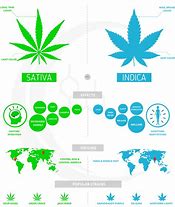 Image result for Indica vs Sativa Graphic