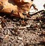 Image result for Baby Carpenter Ants