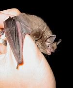 Image result for Indiana Bat