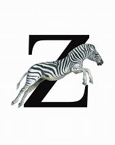 Image result for Z Zebra