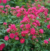 Image result for Oso Easy Roses in the Garden