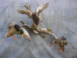 Image result for Duck Mounts Ideas Cupped