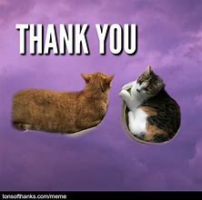 Image result for Funny Cat Thank You Images