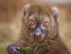 Image result for Giant Bamboo Lemur Panda