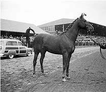 Image result for Horse Racing Greats