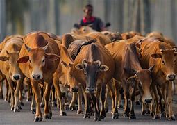Image result for Cow Case Malaysia