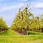 Image result for Apple Orchard High Resolution