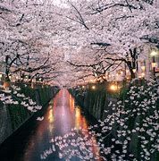 Image result for Harvest Hill Osaka Cherry Blossom