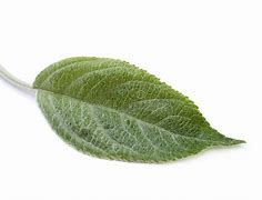 Image result for Apple Leaf