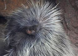 Image result for Desert Porcupine