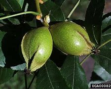 Image result for High Guardian Spice Hickory