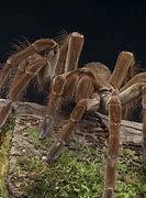 Image result for Giant Bird Eating Spider