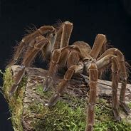 Image result for Goliath Bird-Eating Spider