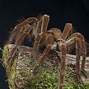 Image result for Bird Eating Spider Web
