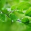 Image result for Green Wallpaper for Cell Phone