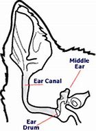 Image result for Wart On Dog's Ear