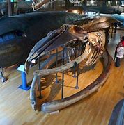 Image result for Blue Whale 110 Feet