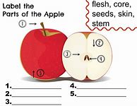 Image result for Parts of the Apple Free Print Out