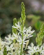 Image result for Camassia leichtlinii Silk River