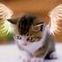 Image result for Cat Christmas Angel