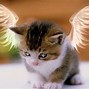 Image result for Images for Christmas Angel of a Cat