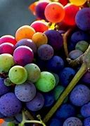 Image result for Colors of Grapes