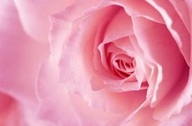 Image result for Pink Wallpapers for Women