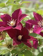 Image result for Longest Blooming Clematis