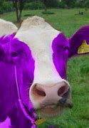 Image result for Bangladesh Cow