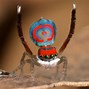 Image result for Peacock Spider Mask
