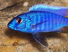 Image result for Small Colorful Freshwater Fish