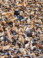 Image result for Types of Clam Shells