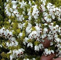 Image result for Erica darleyensis white perfection