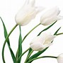 Image result for Beautiful White Flower Wallpaper