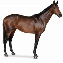 Image result for Horse Background Pictures