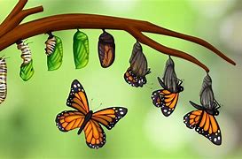 Image result for Life Stages Clip Art