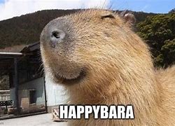 Image result for Happy Baraapp Day Meme