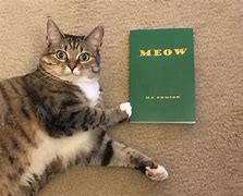 Image result for Cat Book Meow