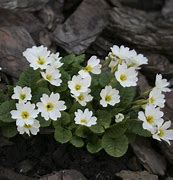 Résultat d’images pour Primula juliae Sneeuwwitje