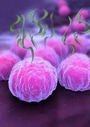 Image result for Chlamydia Look Like